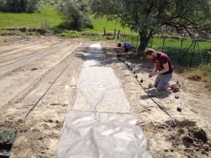 Planting one of the three 30-plant rows of lavender.